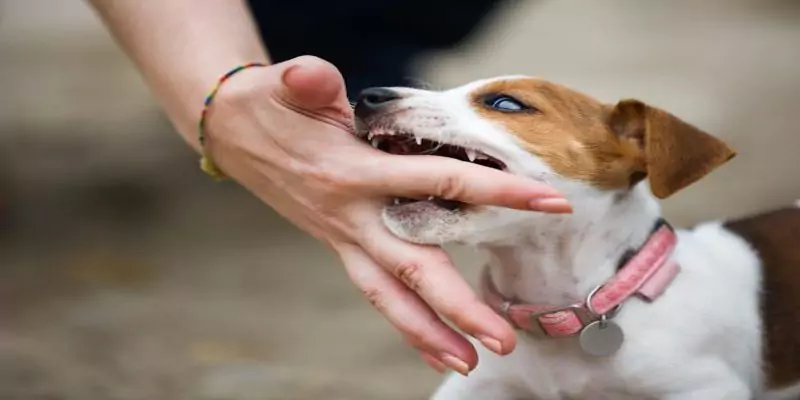 Giải mã chi tiết ý nghĩa ngủ thấy chó cắn
