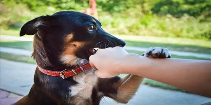 Ngủ thấy bị chó đen cắn