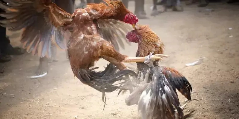 Quy định cùng luật chơi đá gà chuyên nghiệp