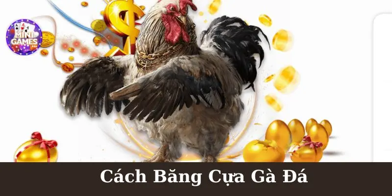 Cách Băng Cựa Gà