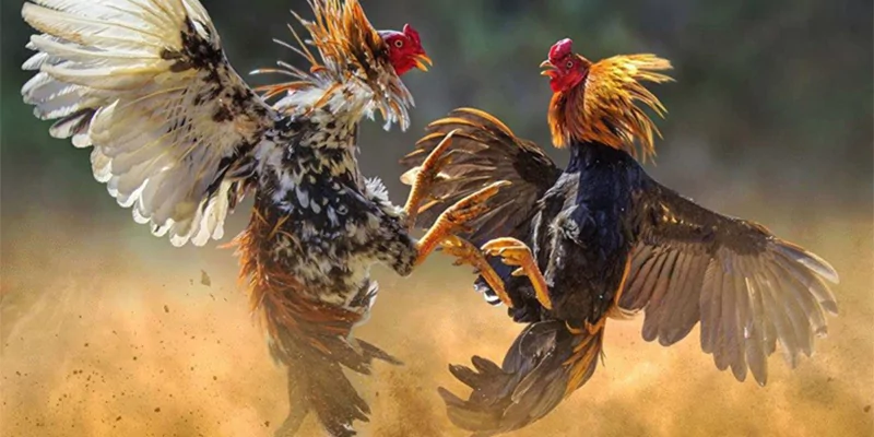 Đa dạng trận đấu