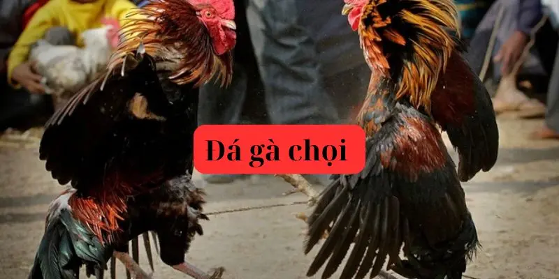 Đá gà chọi