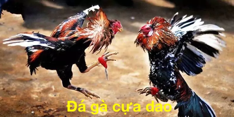 Đá gà cựa dao