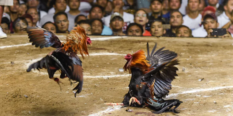 Tỷ lệ ăn cược lớn