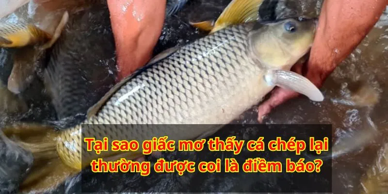 Giấc mơ thấy cá chép thường được coi là điềm báo