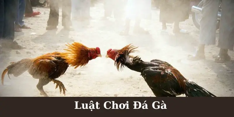 Luật Chơi Đá Gà