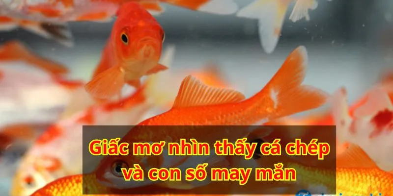 Giấc mơ cá chép có thể gắn liền với những con số may mắn