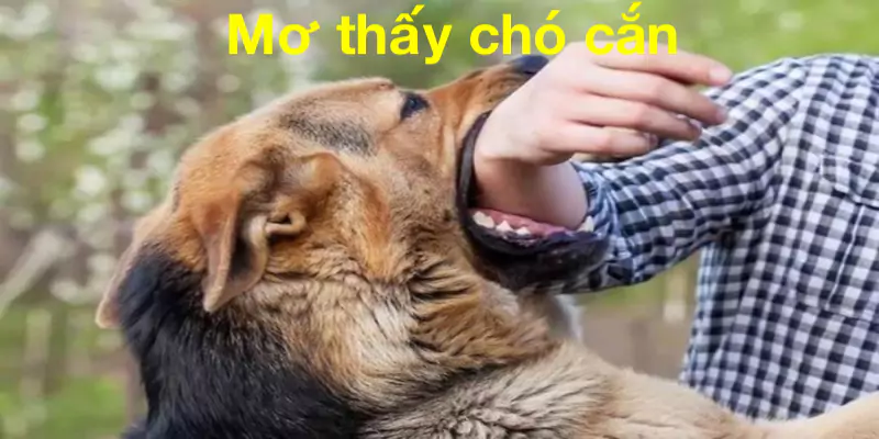 Mơ thấy chó cắn