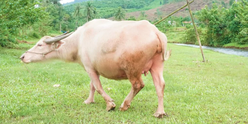 Mơ thấy đuổi theo trâu trắng