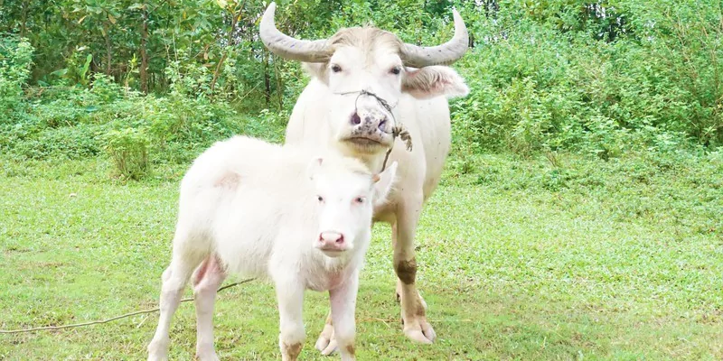 Mơ thấy trâu trắng là điểm báo gì