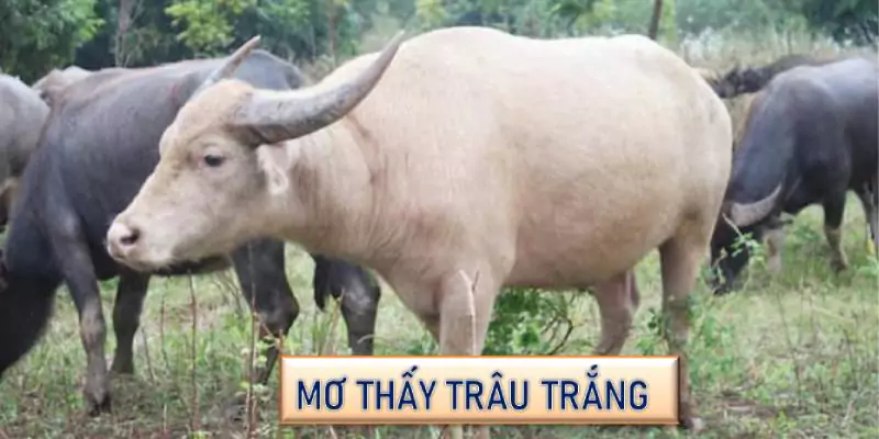 Mơ thấy trâu trắng