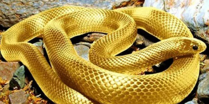 Nằm mơ gặp rắn màu vàng