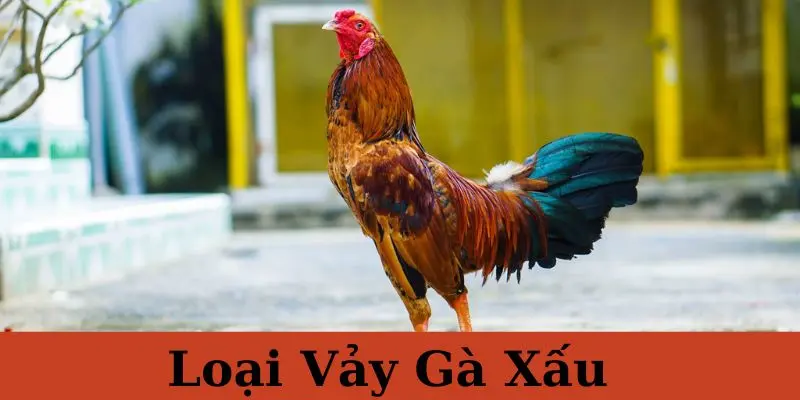 Vảy Gà Xấu