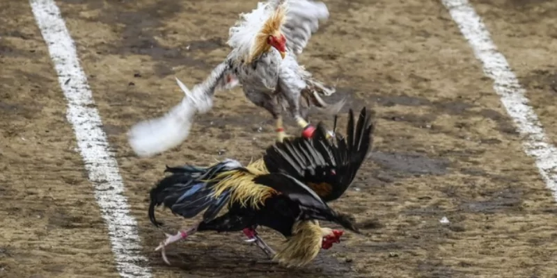 Thông tin chung về hình thức đá gà Mỹ