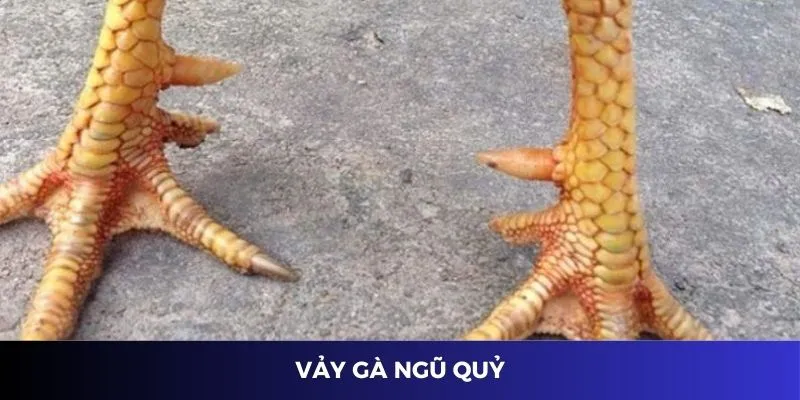 Vảy Gà Ngũ Quỷ