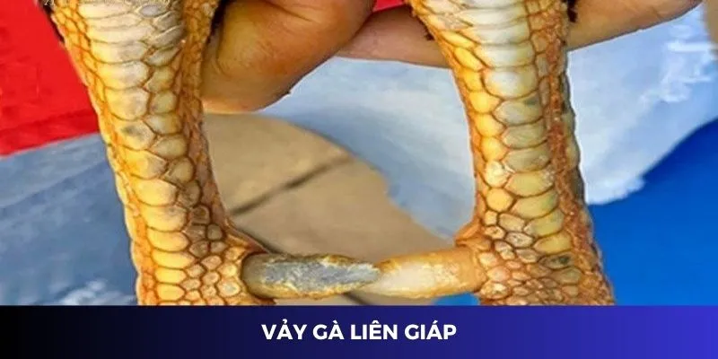 Vảy Liên Giáp